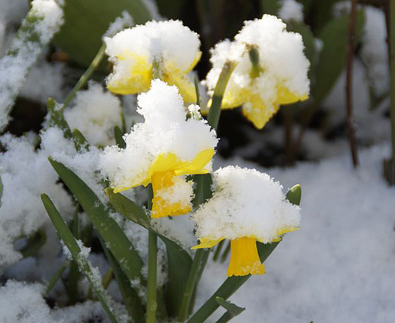 スイセンは開花期は１１～４月
