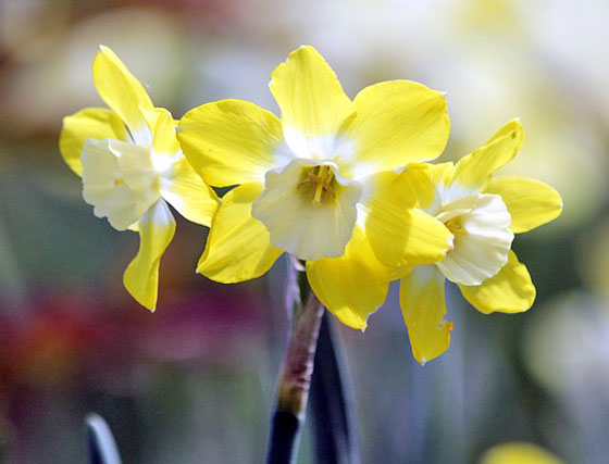 水仙は１１月までに植えておく花 季節の花 球根植物 イパネマおやじ ハーブとバラ 育てる楽しさは１株から心と風景が豊かになる夢の時間