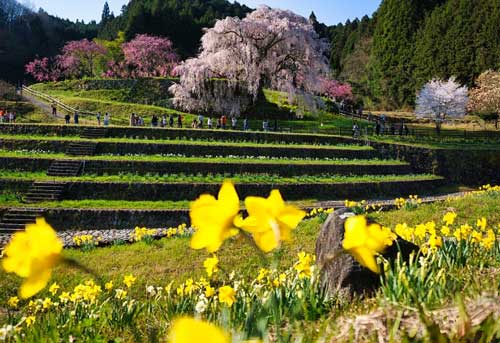 スイセンと桜