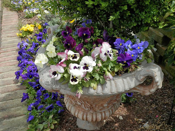 パンジーは春に咲く花