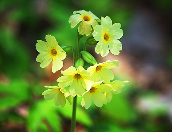 プリムラ ポリアンサは９月 １月まで植え付け期 季節の花 冬に咲く花 イパネマおやじ ハーブとバラ 育てる楽しさは１株から心と風景が豊かになる夢の時間