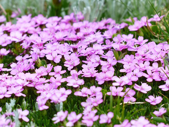 プリムラ ポリアンサは９月 １月まで植え付け期 季節の花 冬に咲く花 イパネマおやじ ハーブとバラ 育てる楽しさは１株から心と風景が豊かになる夢の時間