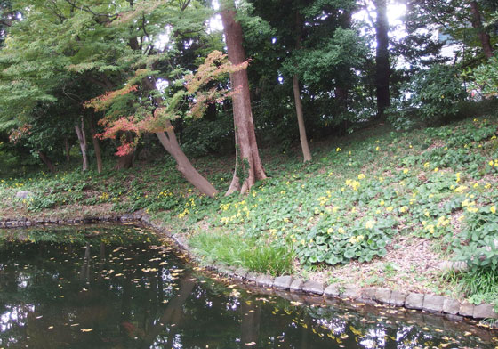 六義園のツワブキの花