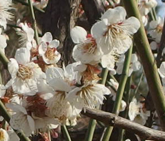 ウメは接ぎ木で増やす