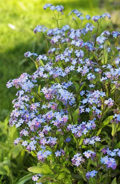 ワスレナグサは冬に植えつけると春に開花する 季節の花 一年草 イパネマおやじ ハーブとバラ 育てる楽しさは１株から心と風景が豊かになる夢の時間