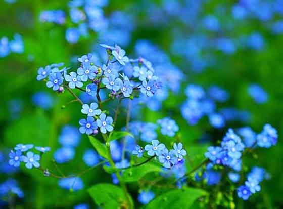 ワスレナグサは冬に植えつけると春に開花する 季節の花 一年草 イパネマおやじ ハーブとバラ 育てる楽しさは１株から心と風景が豊かになる夢の時間