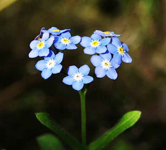 ワスレナグサは冬に植えつけると春に開花する 季節の花 一年草 イパネマおやじ ハーブとバラ 育てる楽しさは１株から心と風景が豊かになる夢の時間