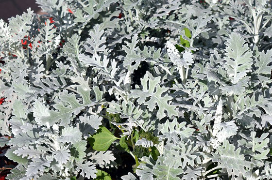 シロタエギクは観葉植物です