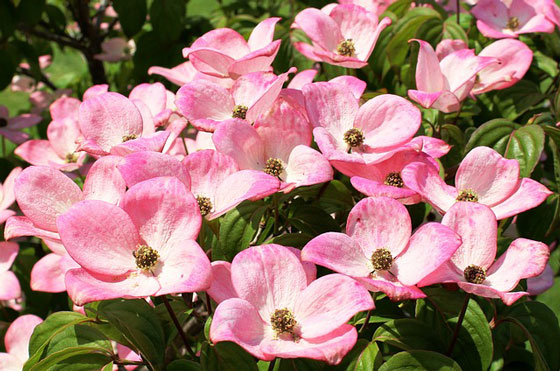 ハナミズキの植えつけ時期は冬と早春 季節の花 花水木 イパネマおやじ ハーブとバラ 育てる楽しさは１株から心と風景が豊かになる夢の時間