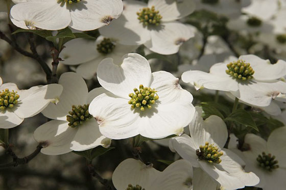 ハナミズキの植えつけ時期は冬と早春 季節の花 花水木 イパネマおやじ ハーブとバラ 育てる楽しさは１株から心と風景が豊かになる夢の時間