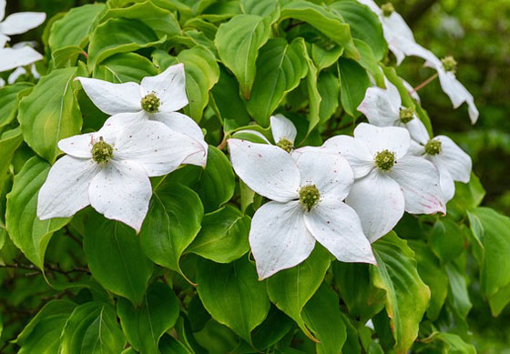 ハナミズキは白色やローズ色の花を咲かせる