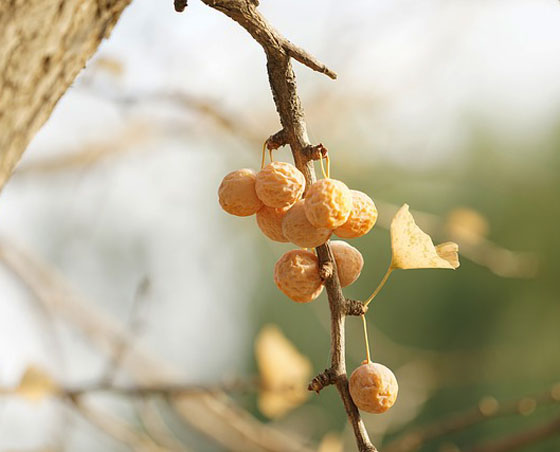 イチョウの植えつけは１１月から３月まで ハーブ種苗 銀杏 イパネマおやじ ハーブとバラ 育てる楽しさは１株から心と風景が豊かになる夢の時間