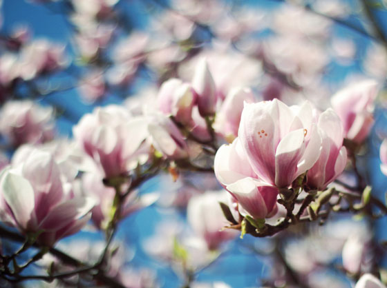 コブシはモクレン科の花木です