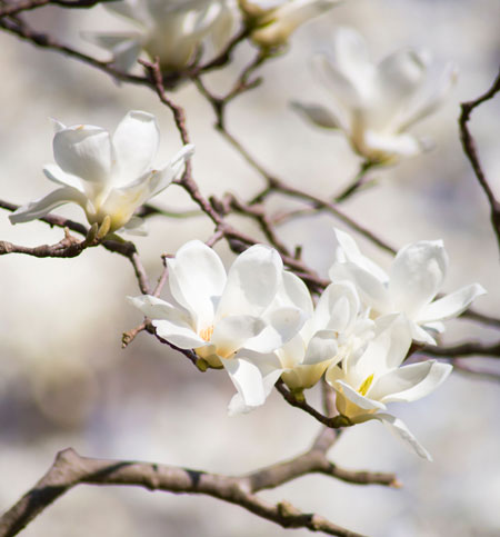 コブシは冬から早春に植えつける 季節の花 コブシ イパネマおやじ ハーブとバラ 育てる楽しさは１株から心と風景が豊かになる夢の時間