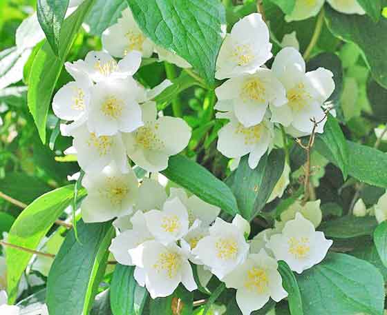 ライラックの花は芳香がする