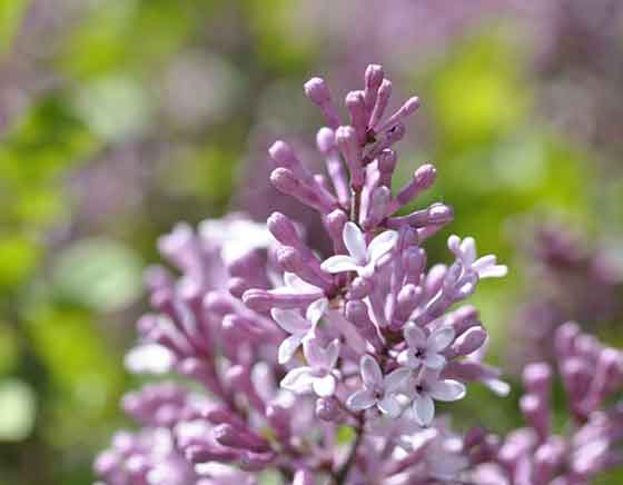 ライラックは年末から３月までに植えつけする 季節の花 落葉中木 イパネマおやじ ハーブとバラ 育てる楽しさは１株から心と風景が豊かになる夢の時間