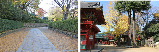 根津神社は鳥居からの参道