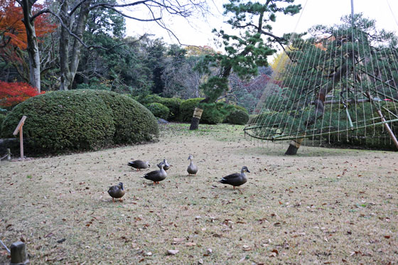 水鳥がいました