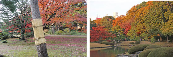 六義園の秋の紅葉風景