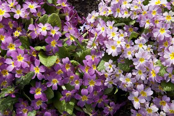 ウンナンサクラソウは晩秋から２月まで植えつけできる 季節の花 イパネマおやじ ハーブとバラ 育てる楽しさは１株から心と風景が豊かになる夢の時間