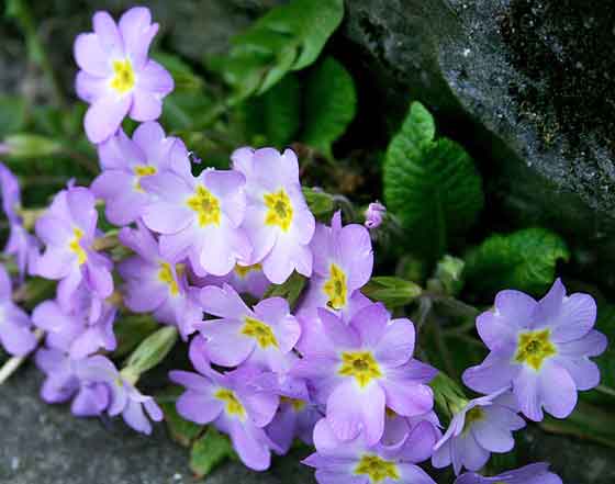 ウンナンサクラソウは冬に開花する