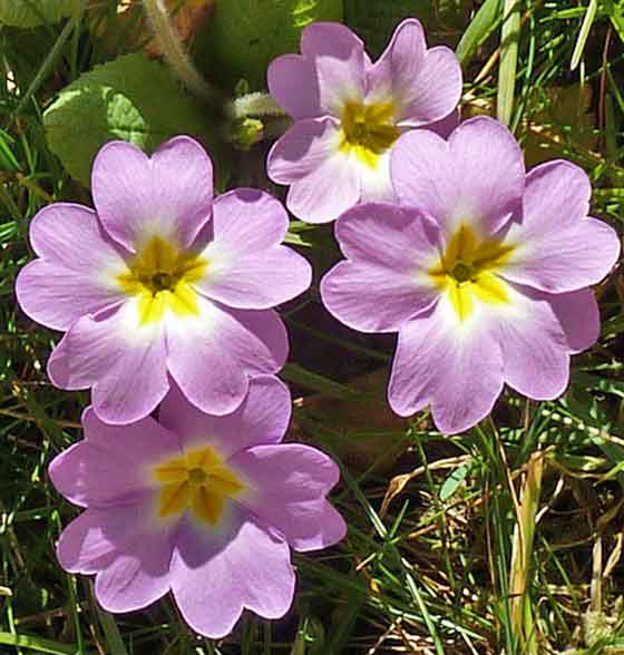 ウンナンサクラソウは晩秋から２月まで植えつけできる 季節の花 イパネマおやじ ハーブとバラ 育てる楽しさは１株から心と風景が豊かになる夢の時間