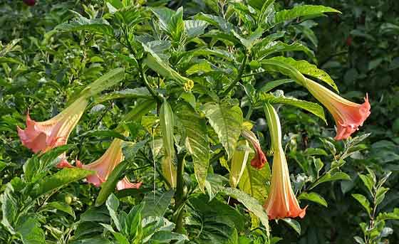 エンジェルストランペットは熱帯植物