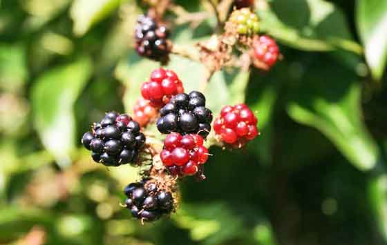 ブラックベリーは２ｃｍ程の花を咲かせる