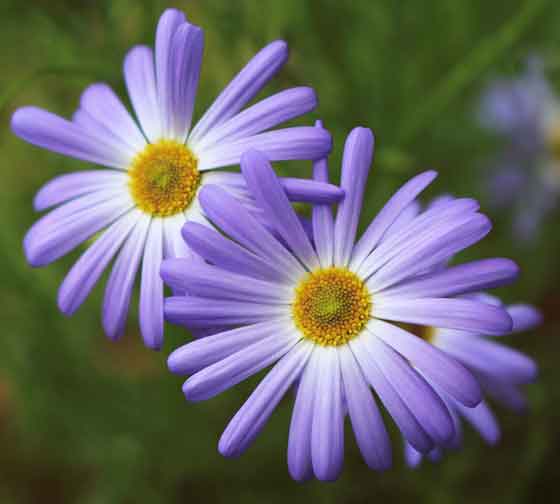 ブラキカムは春から秋まで開花する