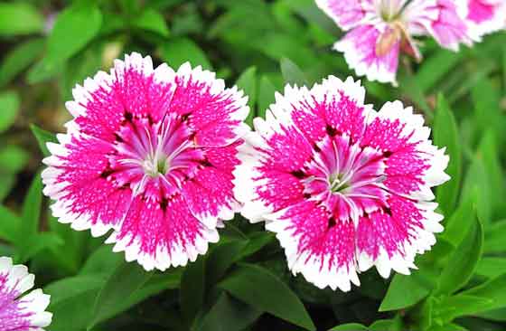 ナデシコ 季節の花 植え付け期は３ ５月と秋 イパネマおやじ イパネマおやじ ハーブとバラ 育てる楽しさは１株から心と風景が豊かになる夢の時間