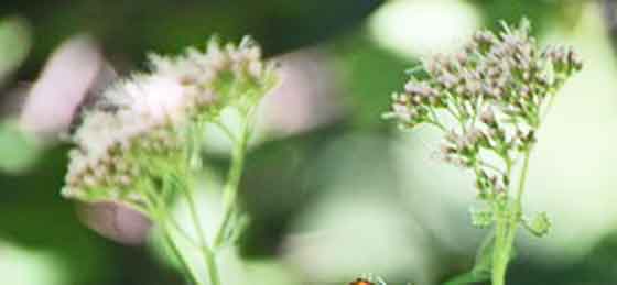 フジバカマは多年草です