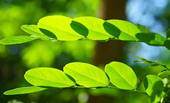 ニセアカシアはマメ科の植物