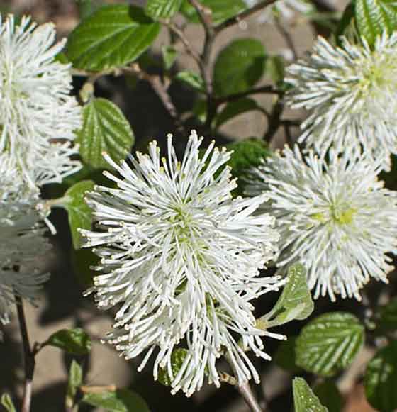 フォッサギラの開花期は4月です