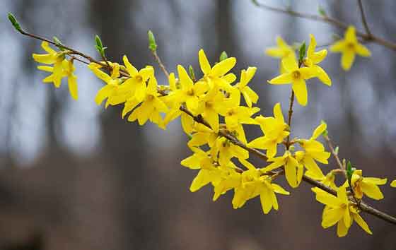 レンギョウの花色は鮮やかな黄色