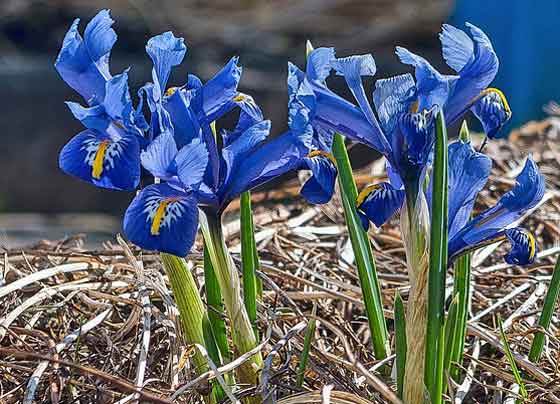 アヤメの植え付けは２月から 季節の花 ５月から咲く花 イパネマおやじ イパネマおやじ ハーブとバラ 育てる 楽しさは１株から心と風景が豊かになる夢の時間