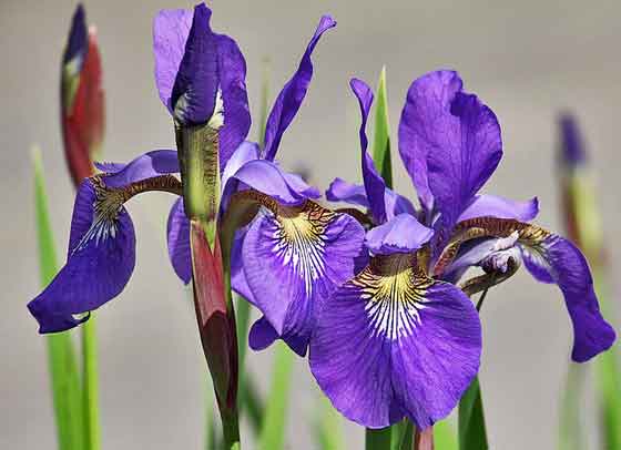 アヤメの植え付けは２月から 季節の花 ５月から咲く花 イパネマおやじ イパネマおやじ ハーブとバラ 育てる 楽しさは１株から心と風景が豊かになる夢の時間