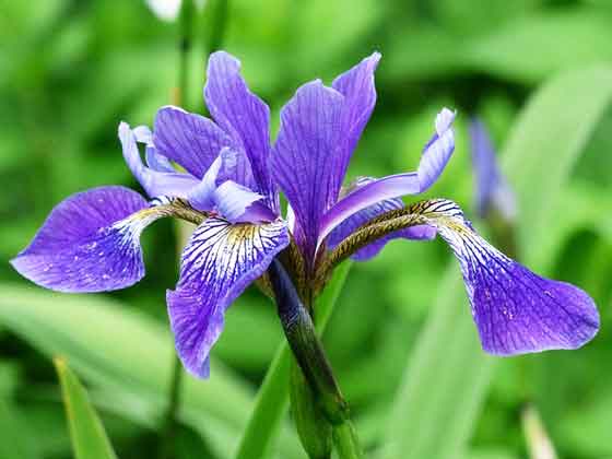 アヤメの植え付けは２月から 季節の花 ５月から咲く花 イパネマおやじ イパネマおやじ ハーブとバラ 育てる楽しさは１株から心と風景が豊かになる夢の時間