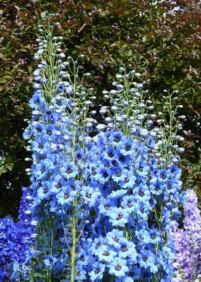 ラークスパーの苗の植え付けは１１月 １２月 季節の花 一年草 イパネマおやじ ハーブとバラ 育てる楽しさは１株から心と風景が豊かになる夢の時間