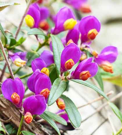 トキワヒメハギの植えつけ適期は２月中旬から 季節の花 小低木 イパネマおやじ ハーブとバラ 育てる楽しさは１株から心と風景が豊かになる夢の時間