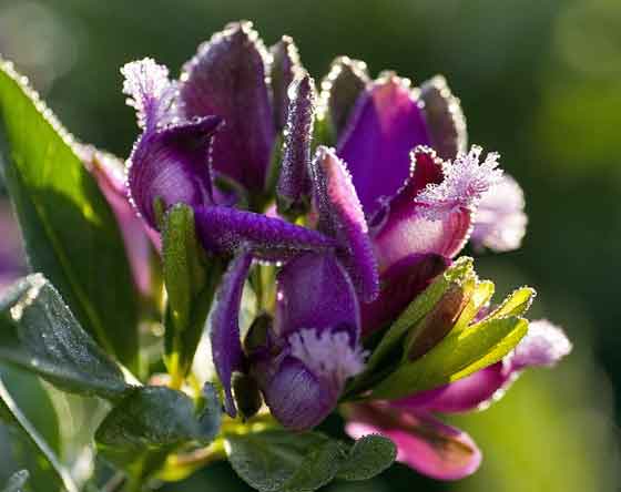 トキワヒメハギの植えつけ適期は２月中旬から 季節の花 小低木 イパネマおやじ ハーブとバラ 育てる楽しさは１株から心と風景が豊かになる夢の時間