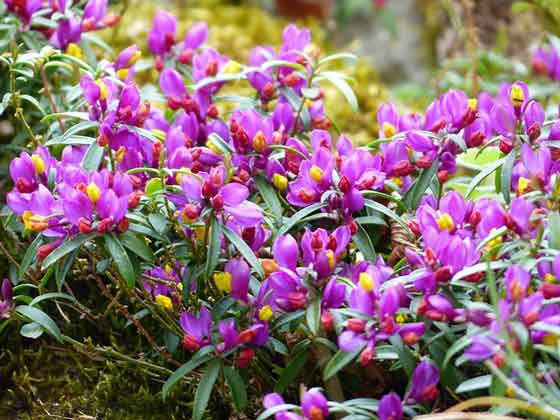 トキワヒメハギの植えつけ適期は２月中旬から 季節の花 小低木 イパネマおやじ ハーブとバラ 育てる楽しさは１株から心と風景が豊かになる夢の時間