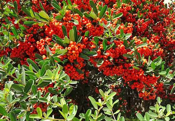 ピラカンサの植え付け適期は３月から 季節の花 落葉低木 イパネマおやじ ハーブとバラ 育てる楽しさは１株から心と風景が豊かになる夢の時間