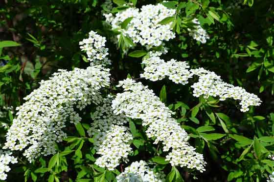 コデマリの植え付けは２月から３月 季節の花 白い花が枝垂れて咲く イパネマおやじ ハーブとバラ 育てる楽しさは１株から心と風景が豊かになる夢の時間