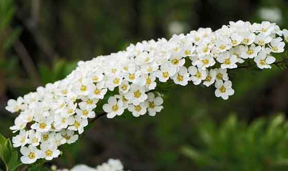 コデマリの植え付けは２月から３月 季節の花 白い花が枝垂れて咲く イパネマおやじ ハーブとバラ 育てる楽しさは１株から心と風景が豊かになる夢の時間