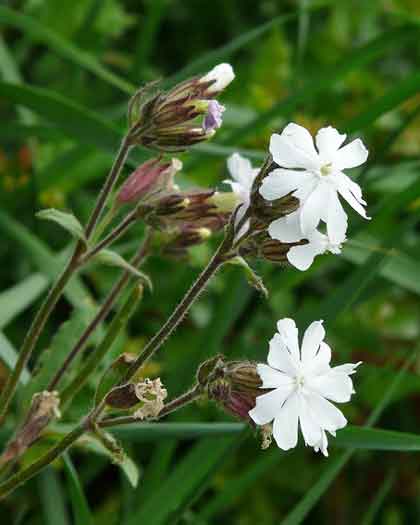 シレネの植え付けは２月から可能 季節の花 一年草 多年草 イパネマおやじ ハーブとバラ 育てる楽しさは１株から心と風景が豊かになる夢の時間