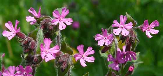 シレネの植え付けは２月から可能 季節の花 一年草 多年草 イパネマおやじ ハーブとバラ 育てる楽しさは１株から心と風景が豊かになる夢の時間