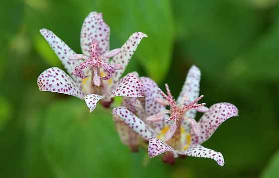 ホトトギスの植え付けは２月下旬から５月と秋です 季節の花 多年草 イパネマおやじ ハーブとバラ 育てる楽しさは１株から心と風景が豊かになる夢の時間