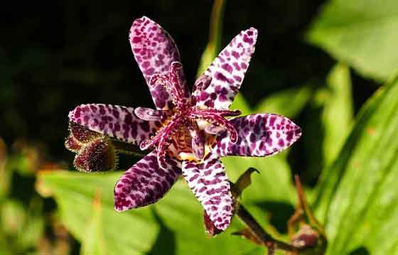 ホトトギスの植え付けは２月下旬から５月と秋です 季節の花 多年草 イパネマおやじ ハーブとバラ 育てる楽しさは１株から心と風景が豊かになる夢の時間