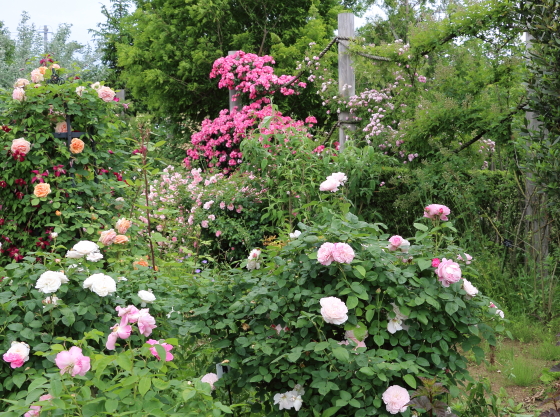 花菜ガーデンの風景