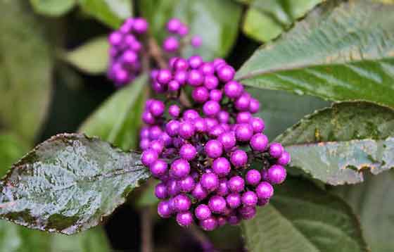 ムラサキシキブの植え付け適期は２ ３月 季節の花 落葉低木 イパネマおやじ ハーブとバラ 育てる楽しさは１株から心と風景が豊かになる夢の時間